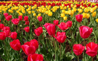 Typically Dutch: the Tulip